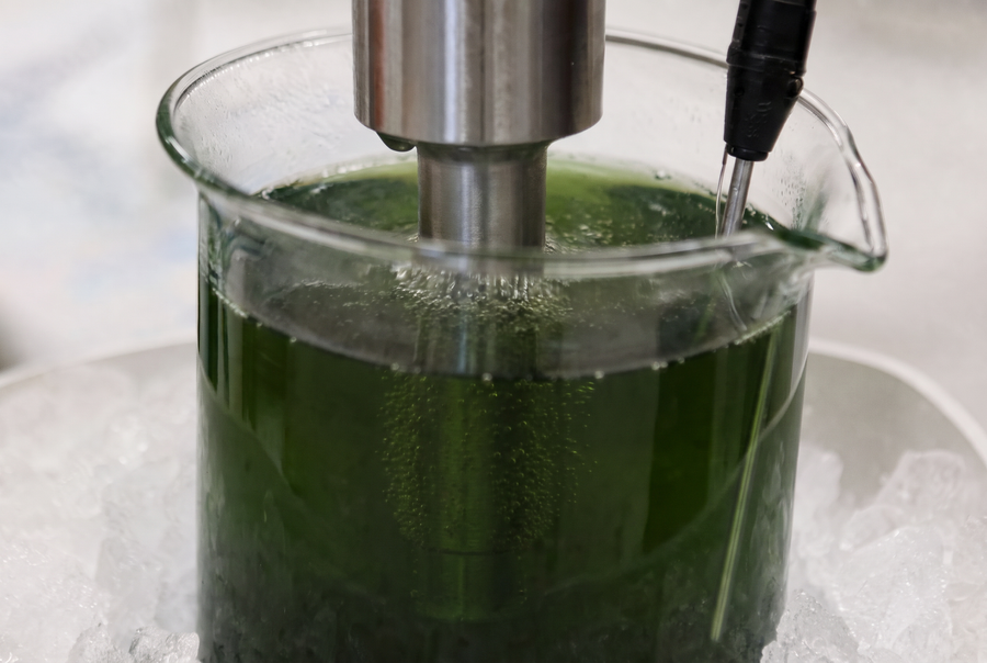 Close-up of the titanium ultrasonic probe in green botanical extract, with a thermometer monitoring temperature